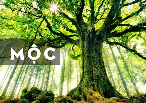 Những người mệnh Mộc nên chọn mũ đội đầu màu gì? 1 mu doi dau cho nguoi menh moc